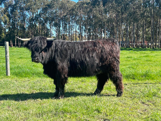 Adopt Willa (Willowdean)