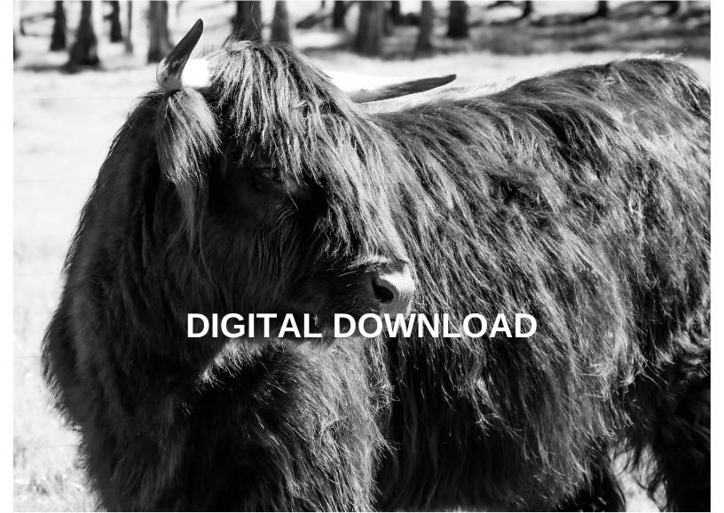 Adopt Willa (Willowdean)