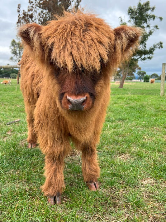 Adopt Hoggy (Hogmanay Mhairi)