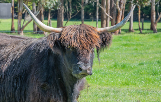 Adopt Beitidh (pronounced Betty)