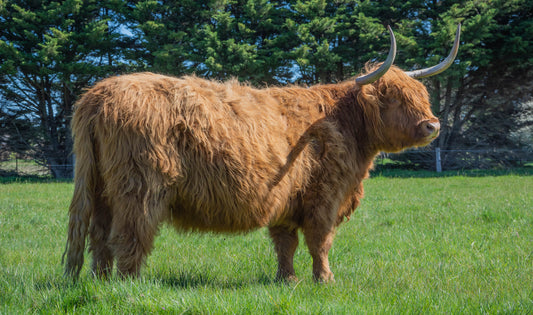 BETTY OF BULTARRA 6868