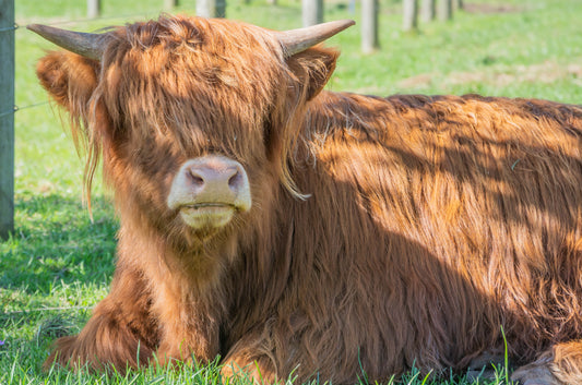 KENZIE OF GLENSTRAE (AI) 9499