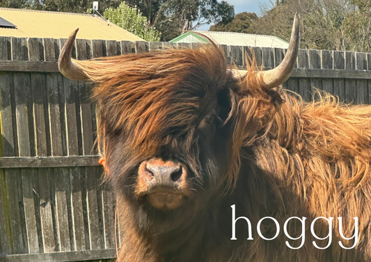 Heifers and Heartbreak