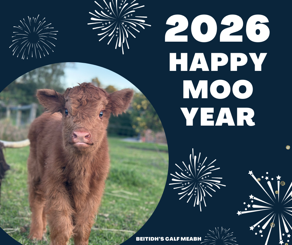 Happy Moo Year from Beitidh and the crew