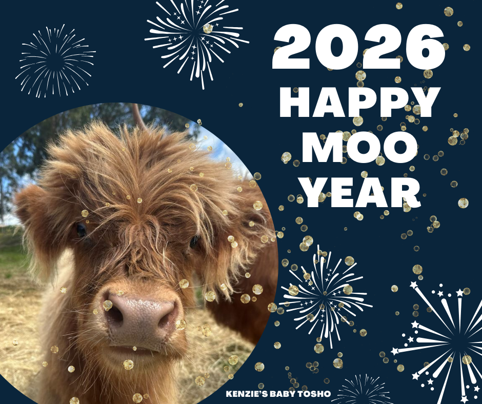 Happy Moo Year from Kenzie and the crew