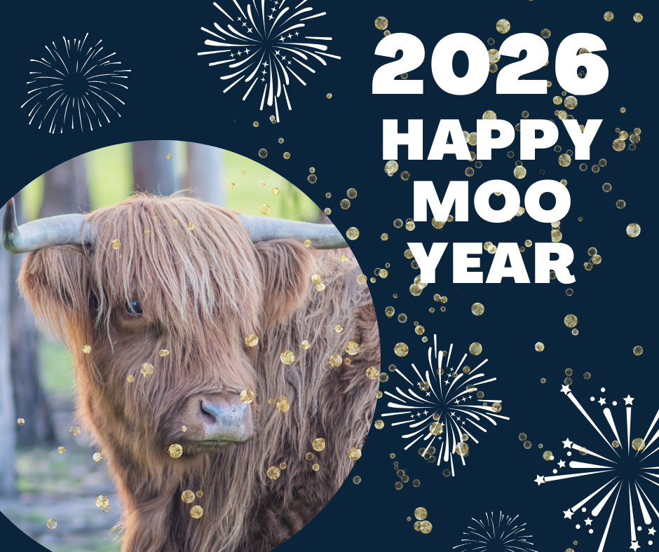 Happy Moo Year from Skarlotte and the crew