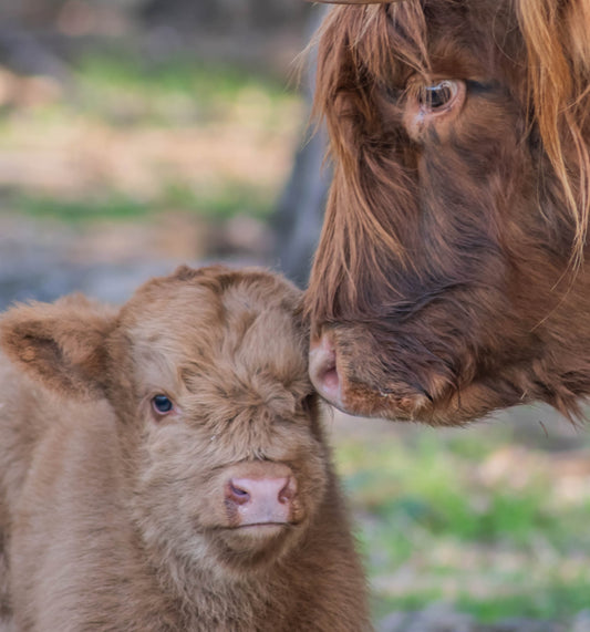 The highs and lows of calving