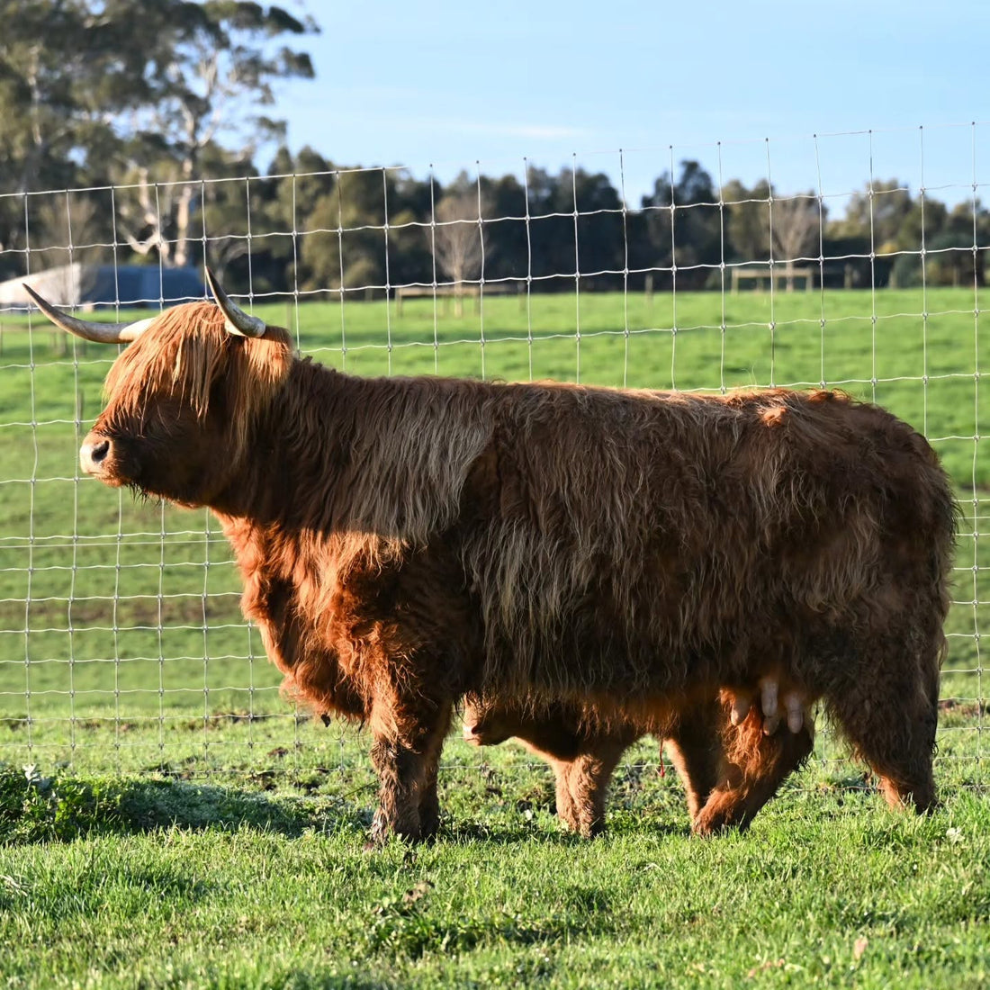 A Glenstrae Girl All Grown Up: Skarlotte's New Chapter at Smethurst Park
