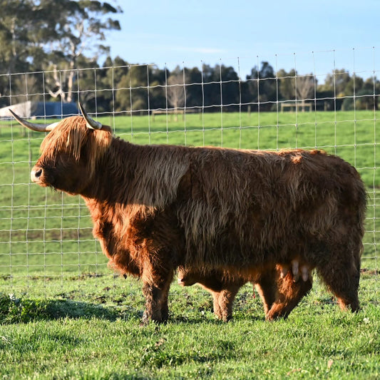 A Glenstrae Girl All Grown Up: Skarlotte's New Chapter at Smethurst Park
