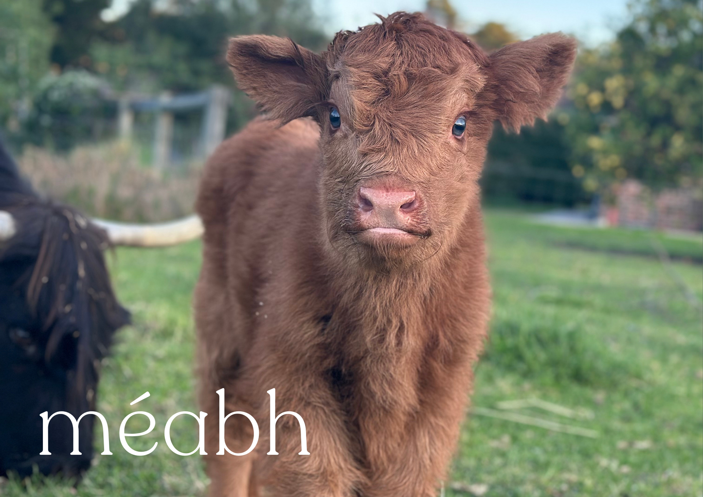 2026 Glenstrae Highlands Calendar