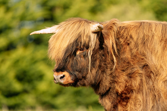 HOGMANAY MHAIRI OF GLENSTRAE (AI) 9793