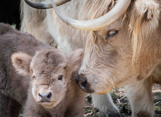 NIGHEAN ODHAR OF GLENSTRAE 8040