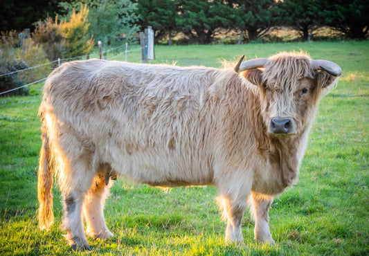 NIGHEAN ODHAR OF GLENSTRAE 8040