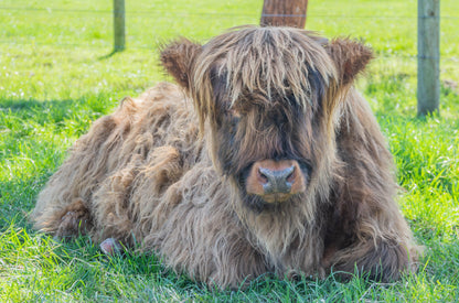 Adopt Hoggy (Hogmanay Mhairi)
