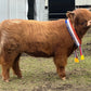 KENZIE OF GLENSTRAE (AI) 9499