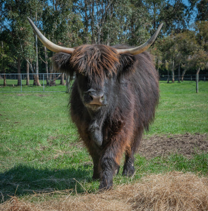 Adopt Beitidh (pronounced Betty)