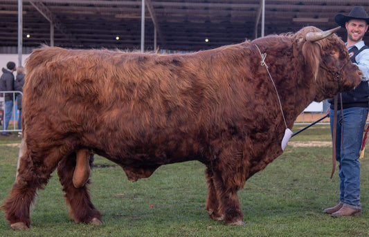 GRYPHON OF GLENSTRAE (AI) 8827